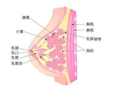 乳腺囊性增生.jpg